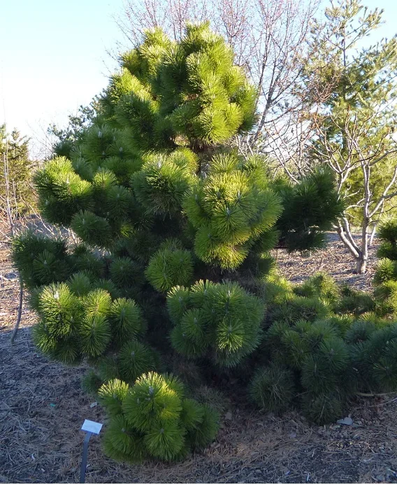Pinus thunbergii ‘Thunderhead’
