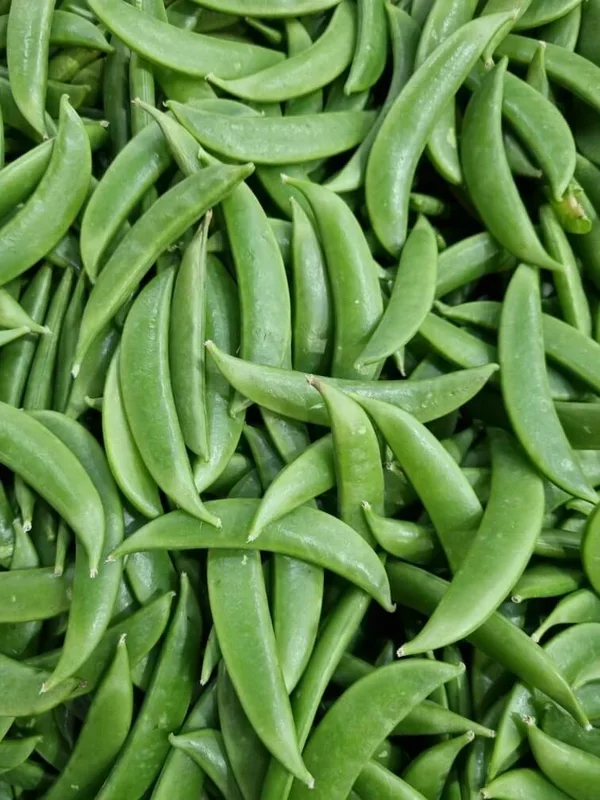 Pisum ‘Snap Pea’ (Sugar Snap) 4″ Pot