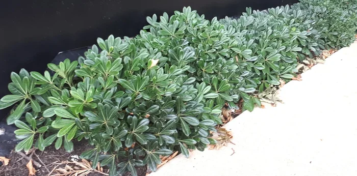 Pittosporum ‘Miss Muffet’