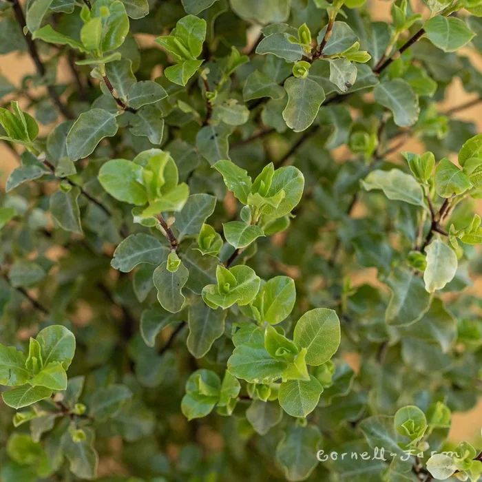 Pittosporum Tasman Ruffles 2gal
