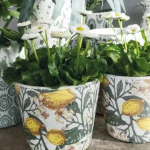Plant Pot Spanish Lemons L 14x12cm