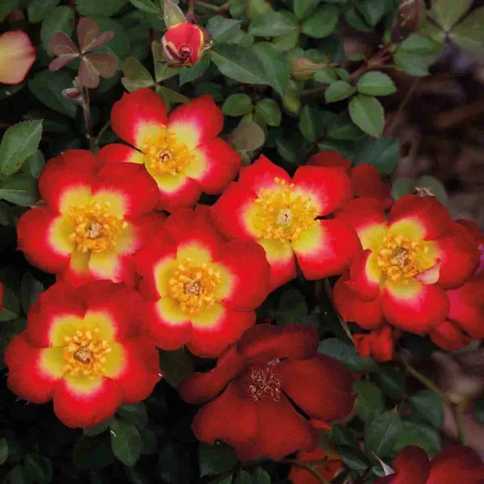 Playful Happy Trails™ Groundcover Rose
