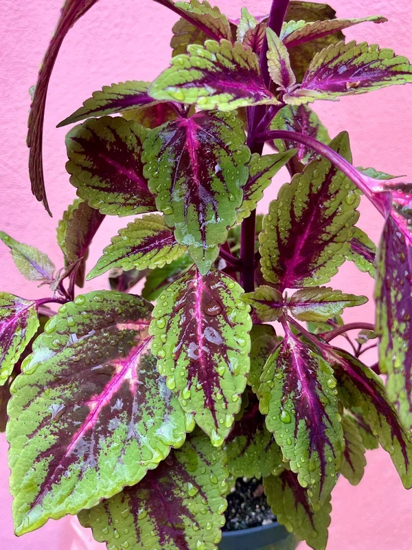 Plectranthus scutellarioides – Coleus ‘Kong Rose’