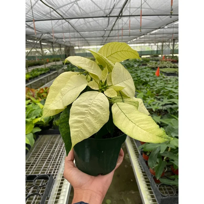 Poinsettia ‘White’