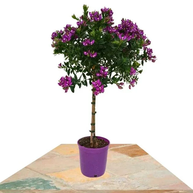 POLYGALA MYRTIFOLIA COPA 80-90CM (LECHERA DEL CABO)