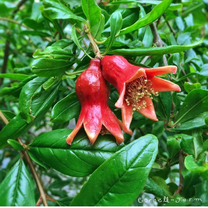 Pomegranate Wonderful 1gal