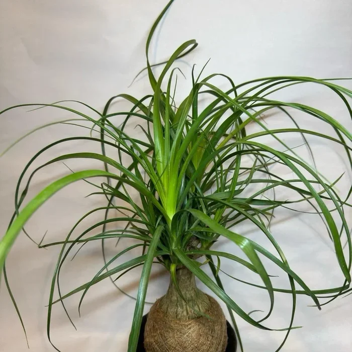 Ponytail Palm