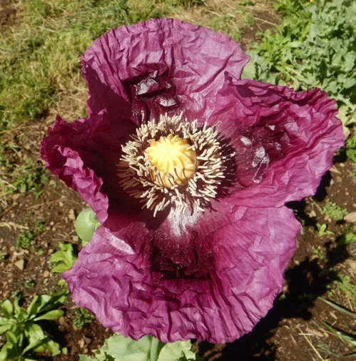 POPPY ‘Zahir’