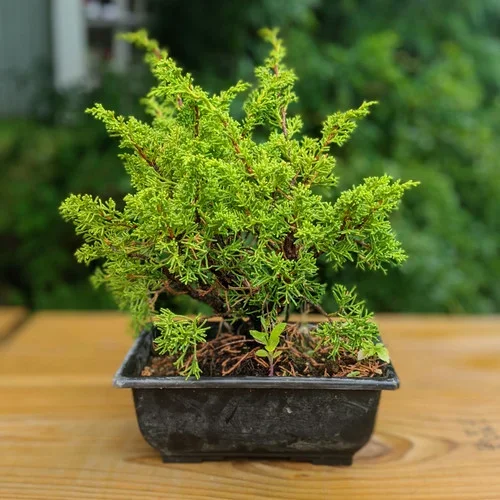 Pot Grown Itoigawa Juniper – Ready To Style Pre-Bonsai