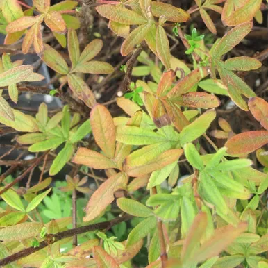Potentilla ‘Goldfinger’ 1L