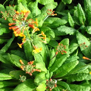Primula bulleyana 1L