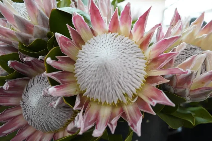 Protea ‘King Winter’ 6″ Pot