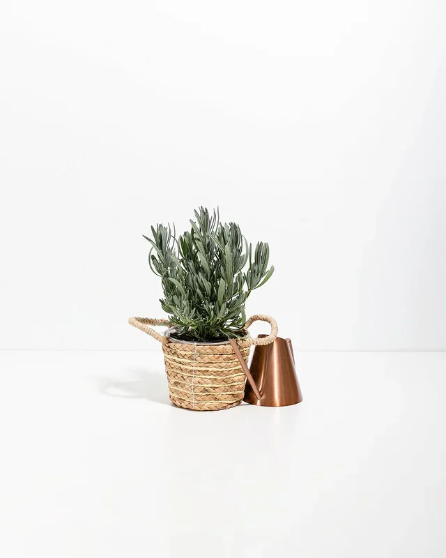 Provence French Lavender