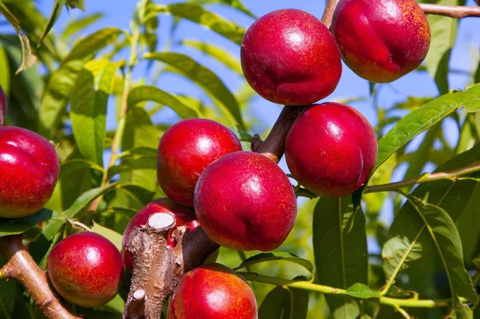 Prunus ‘Crimson Baby’ Nectarine (Dwarf)