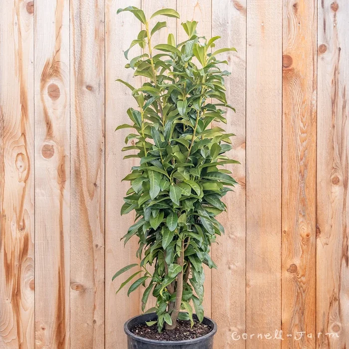 Prunus l. Skinny Skip 6gal 36-42in English Laurel