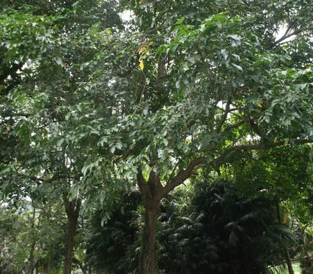 Pseudospondias microcarpa – African Grape Tree