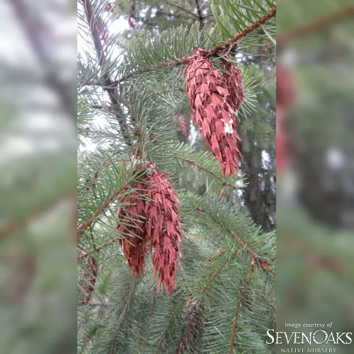 Pseudotsuga menziesii 3gal Douglas Fir