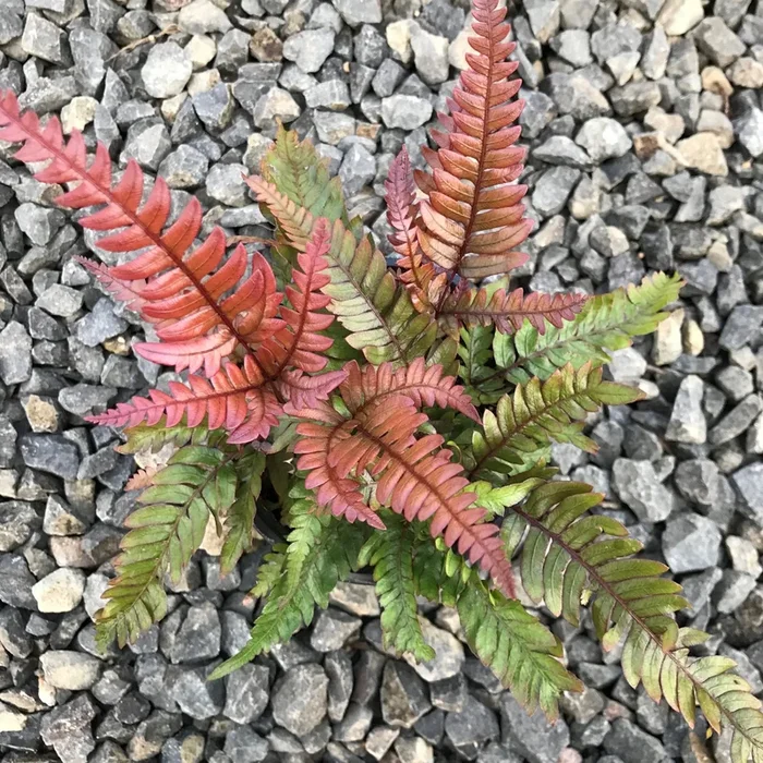 Pteris quadriaurita 4in Tricolor