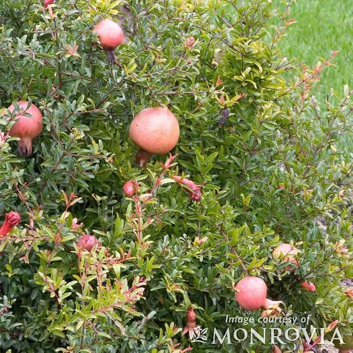 Punica granatum Nana 1gal Dwarf Pomegranate