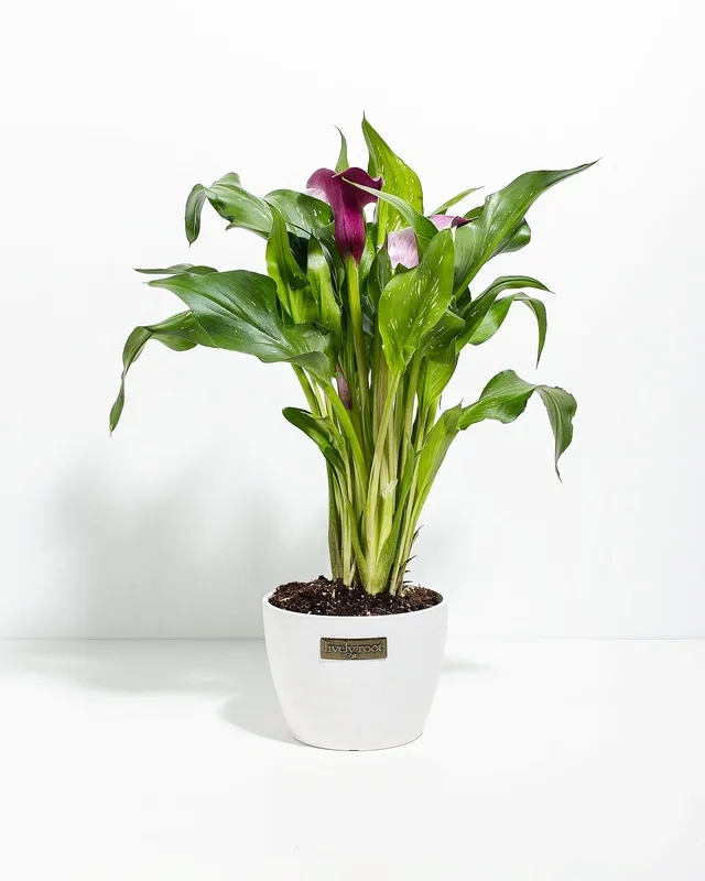 Purple Calla Lily