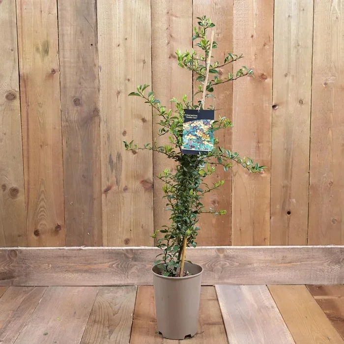 Pyracantha Golden Sun 3Ld