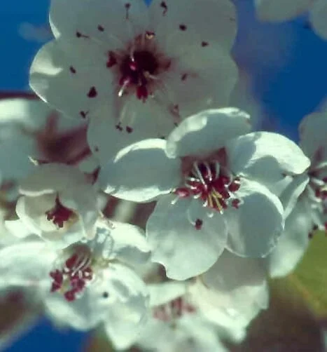 Pyrus ‘Burgundy Snow™’ Ornamental Pear 45L