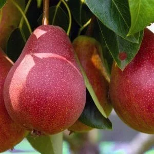 Pyrus ‘Sensation’ Pear