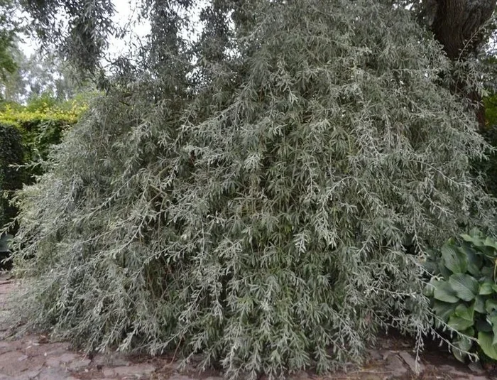 Pyrus ‘Weeping Silver Pear’