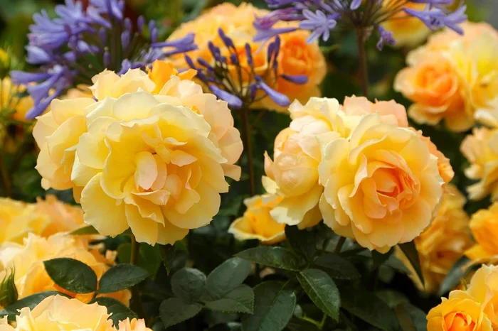 QUEEN BEE Amber / Yellow- Premium Rose Bush 3L
