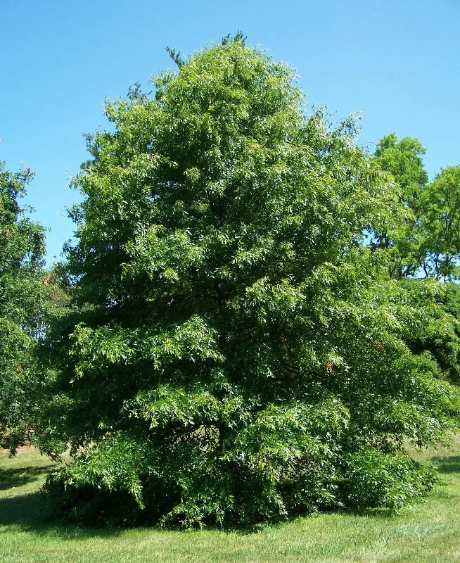Quercus palustris, Swamp Spanish Oak