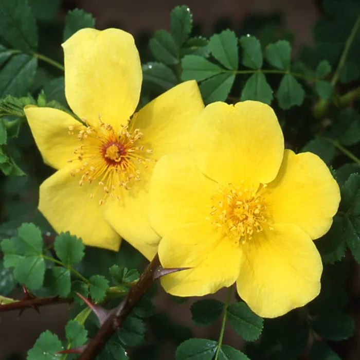 R. ‘Helen Knight’ – Discontinued