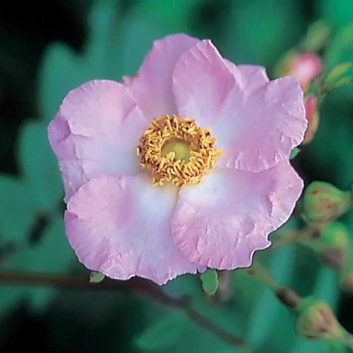 R. macrophylla – Discontinued