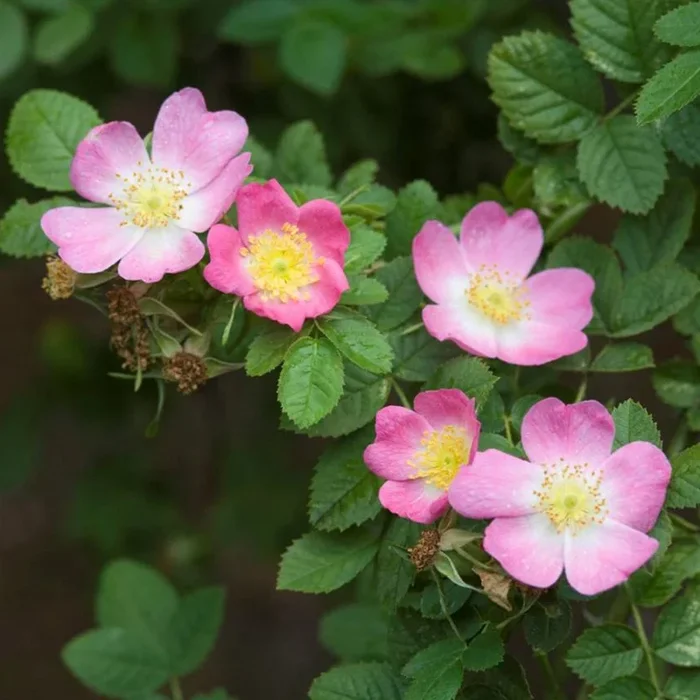 R. rubiginosa – Discontinued