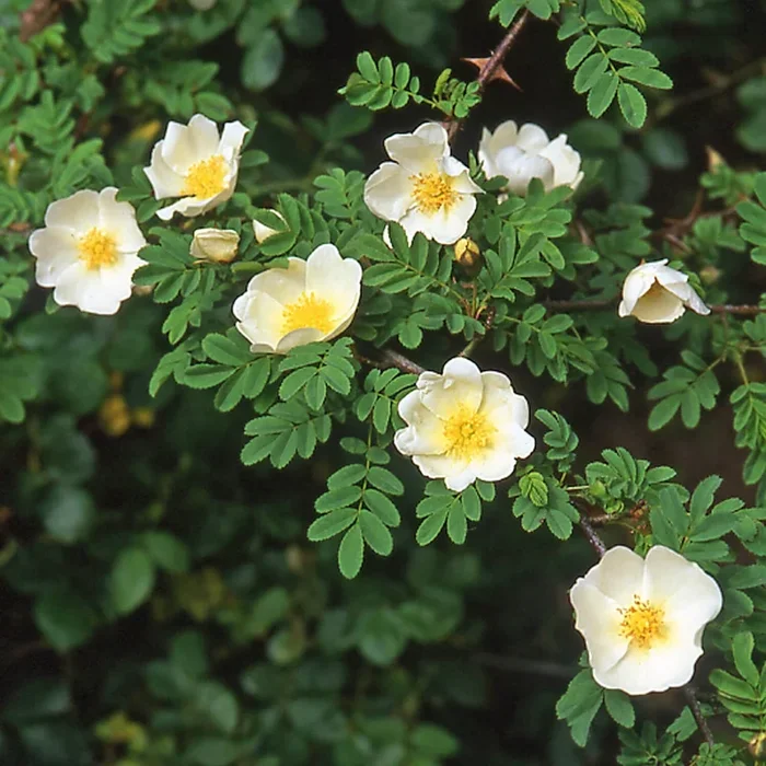 R. sericea pteracantha ‘Red Wing’ – Discontinued