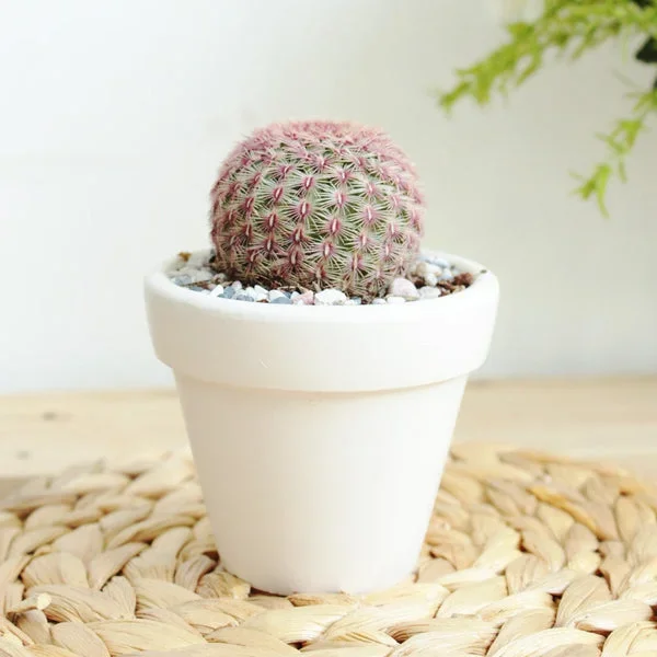 Rainbow Hedgehog Cactus