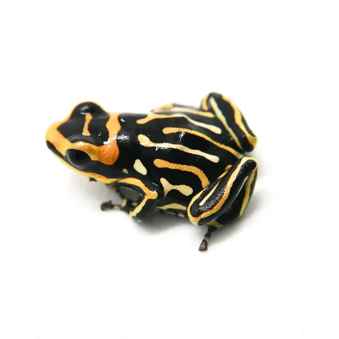 Ranitomeya summersi “Reticulated” – formerly fantastica