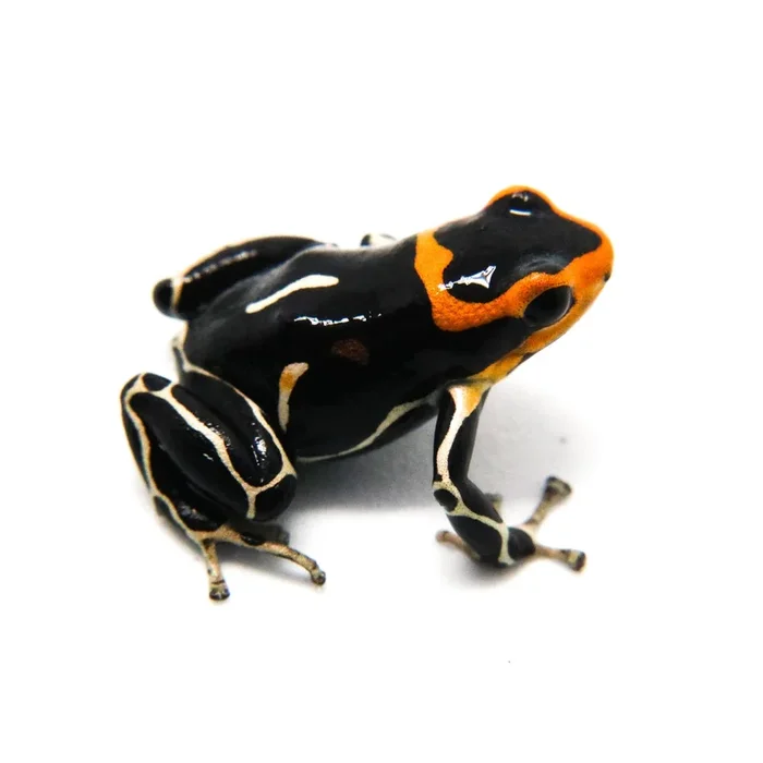 Ranitomeya summersi “White Banded” – formerly fantastica
