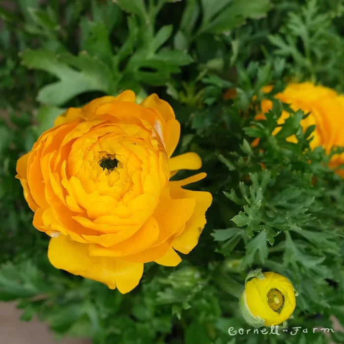 Ranunculus Yellow 6in