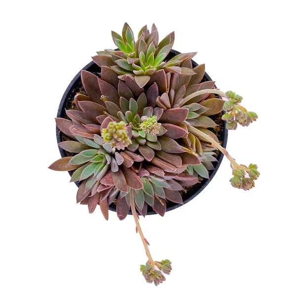 RARE Echeveria Rusby