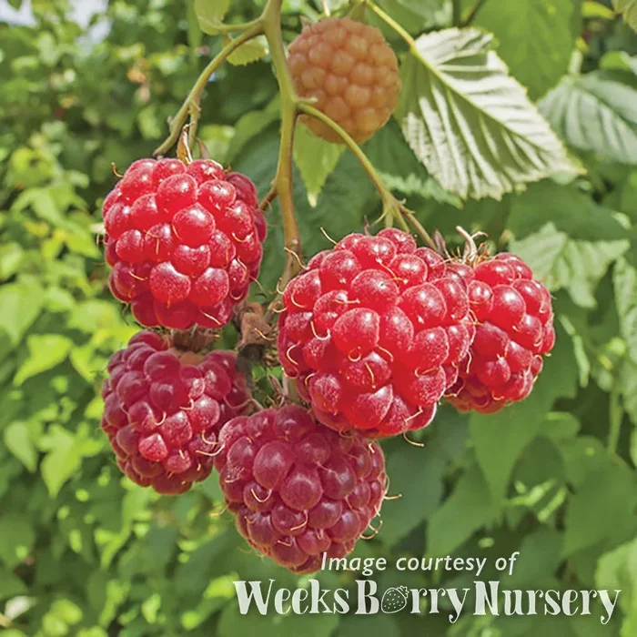 Raspberry Canby SC 1gal