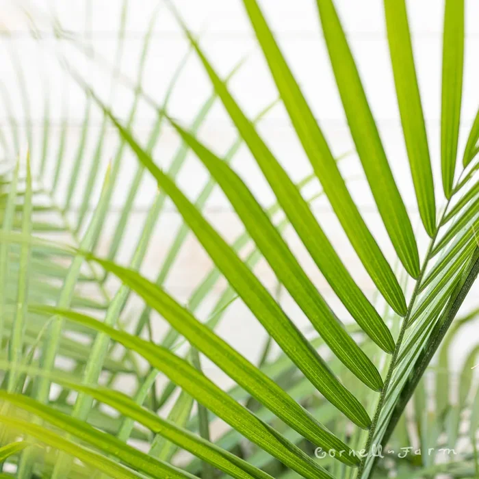 Ravenea rivularis 10in Majesty Palm