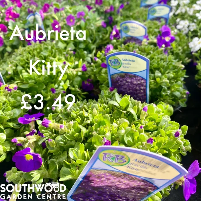 Real Plants & Flowers- Local delivery and in store only