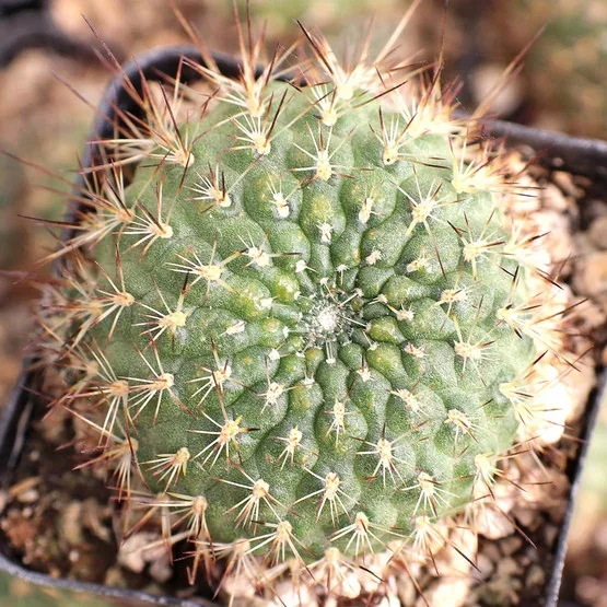Rebutia spegazziniana
