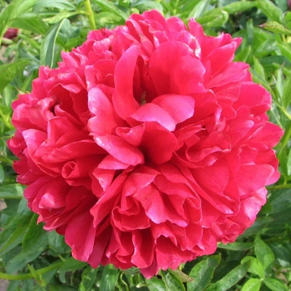 Red Grace Peony