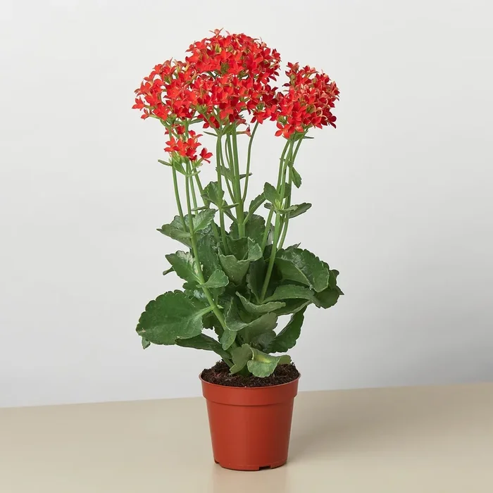 Red Kalanchoe ‘Blossfeldiana’ – 4″ Pot