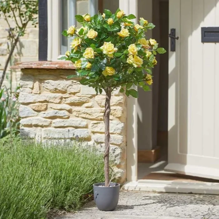 Regent’S Roses – Sunshine Yellow 120cm