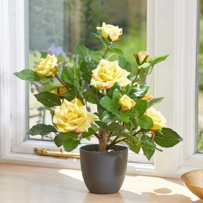 Regent’S Roses – Sunshine Yellow 40cm