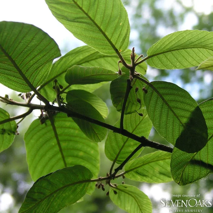 Rhamnus purshiana 1.75in. Native Buckthorn Cascara