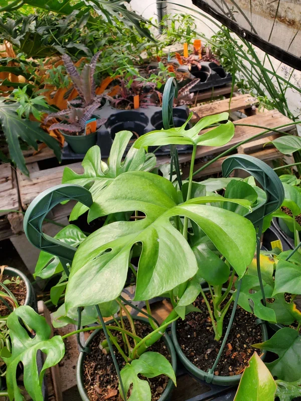 Rhaphidophora tetrasperma –Mini Monstera–