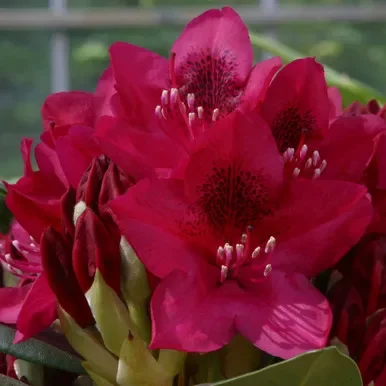 Rhododendron ‘Nova Zembla’ 7.5L (evergreen)